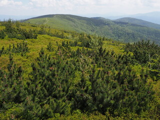 Obraz premium Green bushes on Silesian Beskids range near Salmopol pass, Poland