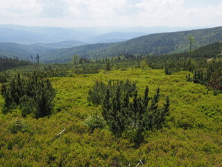 Obraz premium Green bushes on Silesian Beskids landscapes near Salmopol pass, Poland