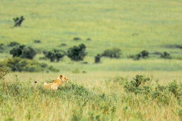 Lioness hunting/watching