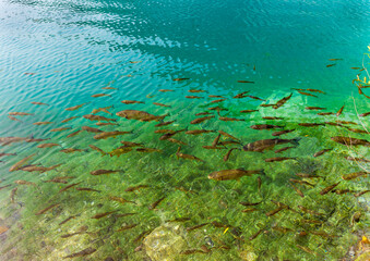 fish swimming in a lake made in the Plitvice Islands National Park of Croatia