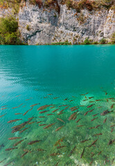 fish swimming in a lake made in the Plitvice Islands National Park of Croatia