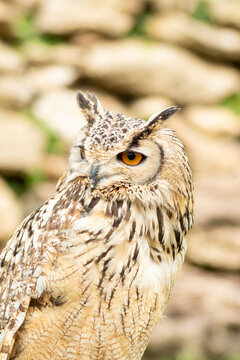 American owl (Bubo virginianus)