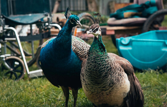Peacock and peahen in love. Mates for life. Animal lovers couple.