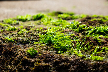 Lombok low tide with seaweed