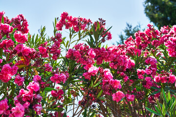 Beautiful oleander flowers image