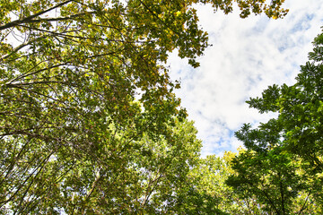 Beautiful tree outdoor image