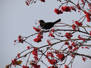 birds feast on autumn gifts