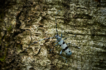 Rosalia Longicorn (Rosalia alpina) Beetle at the time of mating