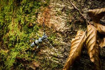 Rosalia Longicorn (Rosalia alpina) Beetle at the time of mating