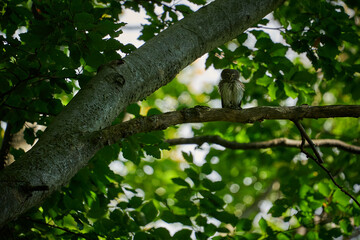 Pygmy Owl (Glaucidium passerinum) sitting on tree branch