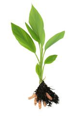 Fresh turmeric herb plant with leaves and root in soil. Used in food seasoning and natural herbal medicine. Is anti inflammatory, and an antioxidant. On white background.
