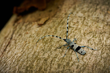Rosalia Longicorn (Rosalia alpina) Beetle at the time of mating