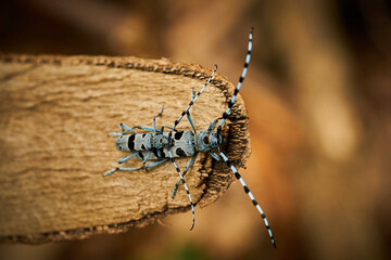 Rosalia Longicorn (Rosalia alpina) during mating