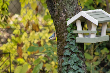 Eurasian Nuthatch and bird house