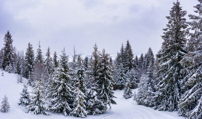 Fabulous snow-covered panorama of spruce trees
