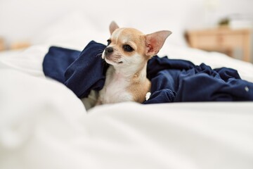 Beautiful small dog chihuahua lying on the bed with a blanket resting and sleeping at home