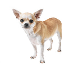 Beautiful and cute white and brown mexican chihuahua dog over isolated background. Studio shoot of purebreed miniature chihuahua puppy.