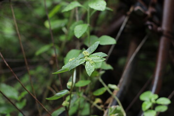 leaves in the water