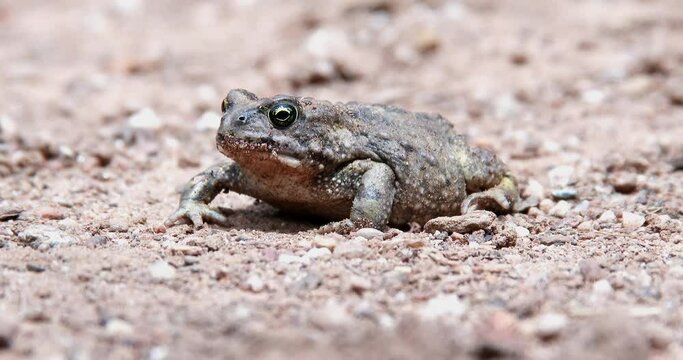A juvenile toad rests on the sandy soil, close up