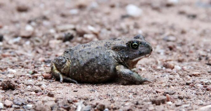 A Sand toad rests in a shady area on the ground in South Africa, close up