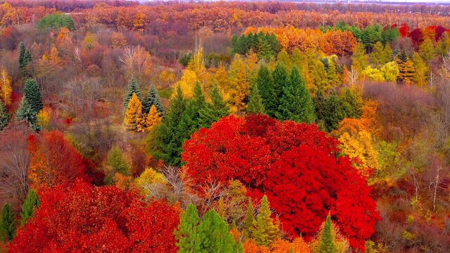 Autumn landscape. Arboretum them. Dokuchaev. 4K aerial photography.