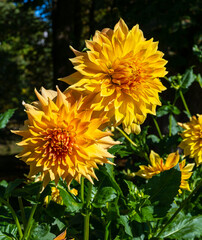 The dahlia (name, Yamabiraki) in the dahlia garden Baden Baden near the lichtentaler alley. Baden-Baden, Baden Württemberg, Germany