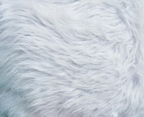 Beautiful fur texture image