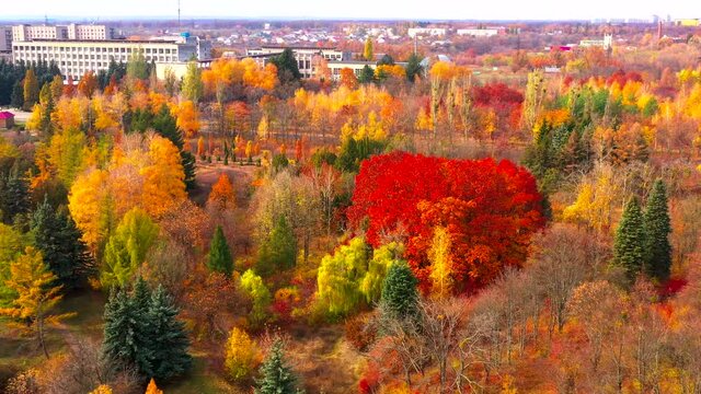Autumn landscape. Arboretum them. Dokuchaev. 4K aerial photography.