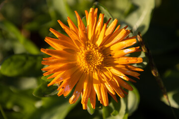 Close up of orange marigold blossom, also called Calendula officinalis