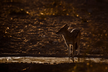Black backed jackal drinking at waterhole in backlit in Kgalagadi transfrontier park, South Africa ; Specie Canis mesomelas family of Canidae