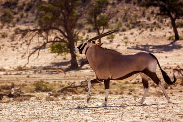 South African Oryx running in dry land in Kgalagadi transfrontier park, South Africa; specie Oryx gazella family of Bovidae