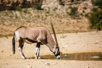 South African Oryx drinking in waterhole in Kgalagadi transfrontier park, South Africa; specie Oryx gazella family of Bovidae