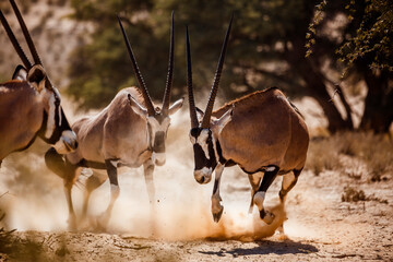 Two South African Oryx bull dueling in Kgalagadi transfrontier park, South Africa; specie Oryx...