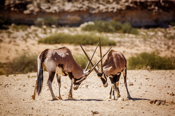 Two South African Oryx bull dueling in Kgalagadi transfrontier park, South Africa; specie Oryx gazella family of Bovidae