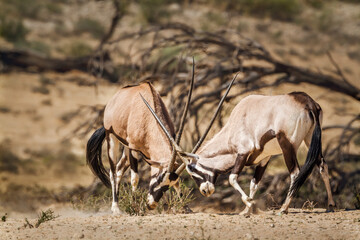Two South African Oryx bull dueling in Kgalagadi transfrontier park, South Africa; specie Oryx...
