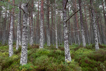 Moss Covered Pine Trees