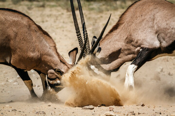 Two South African Oryx bull dueling in Kgalagadi transfrontier park, South Africa; specie Oryx...