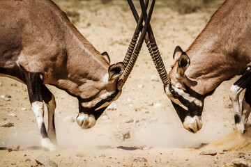 Two South African Oryx bull dueling in Kgalagadi transfrontier park, South Africa; specie Oryx...