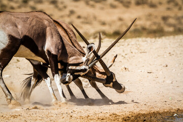 Two South African Oryx bull dueling in Kgalagadi transfrontier park, South Africa; specie Oryx...