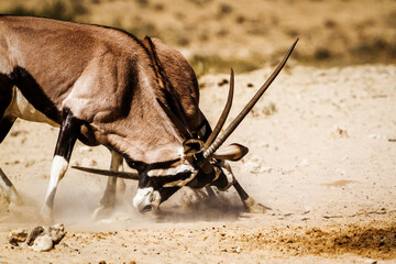 Two South African Oryx bull dueling in Kgalagadi transfrontier park, South Africa; specie Oryx...