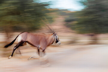 South African Oryx running in long exposure effect in Kgalagadi transfrontier park, South Africa;...
