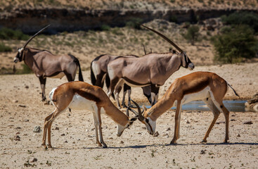 Two Springbok male dueling in Kgalagari transfrontier park, South Africa ; specie Antidorcas marsupialis family of Bovidae
