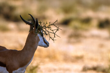 Steenbok portrait with branch stuck on horn in Kruger National park, South Africa ; Specie Raphicerus campestris family of Bovidae