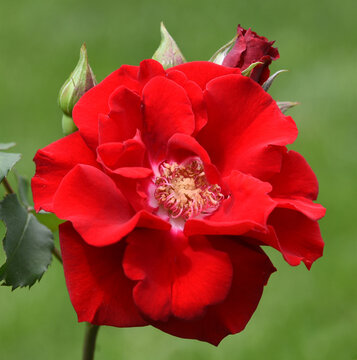 Rose Red Korsar