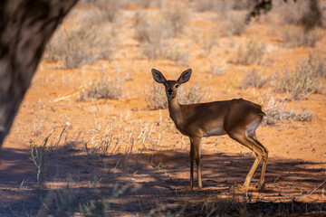 Steenbok female standing under tree shadow in Kruger National park, South Africa ; Specie Raphicerus campestris family of Bovidae