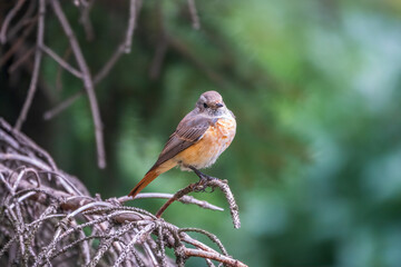 The common redstart female, Phoenicurus phoenicurus, is photographed in close-up sitting on a branch against a blurred background.