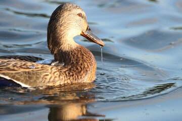 A duck swimming with water dripping from his beak