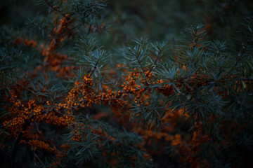 Fototapeta na wymiar Photo of small orange sea buckthorn berries on bushes with green leaves in the forest