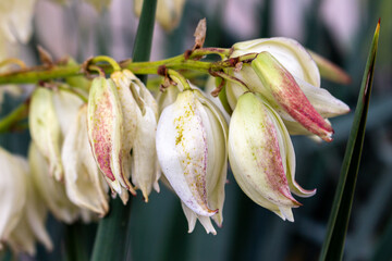 Dry petals of blooming plant in autumn