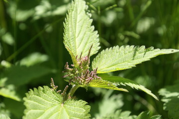 Brennnessel 467679104 Urtica dioica